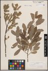 Foto von Salix cinerea L.